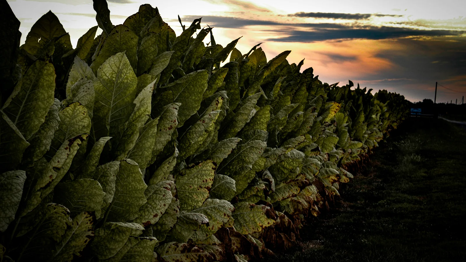 Tobacco harvest being transported from the field